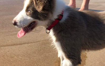 Fun Facts About Border Collies