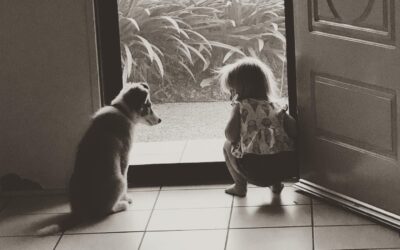 Are border collies great with kids?