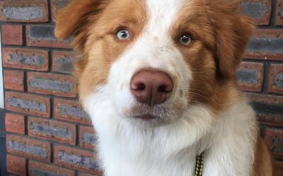 Border Collies FAQ: For Owners