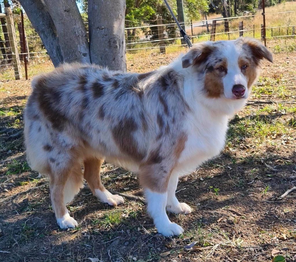 Our Dogs Best Buddies Border Collies